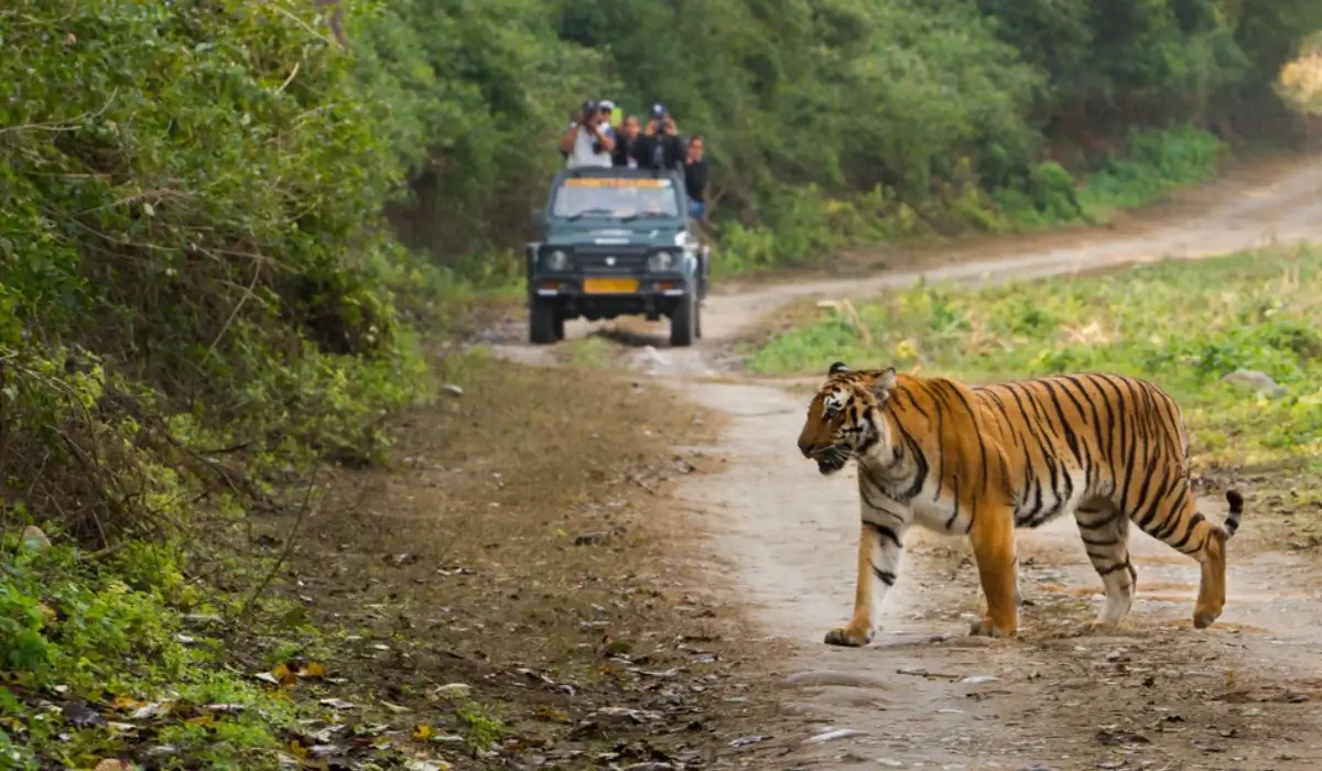 Jim Corbett Wildlife Safari